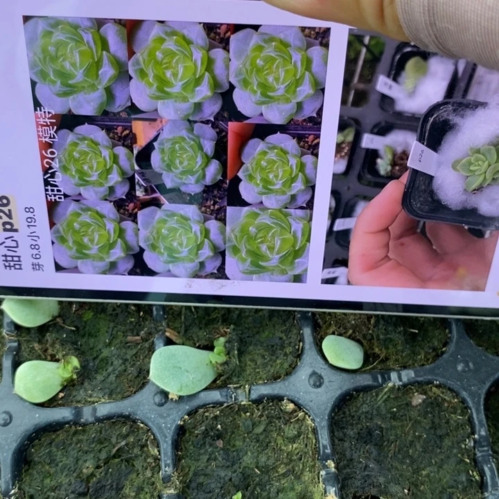 穴盘财富p26芽苗一个多肉