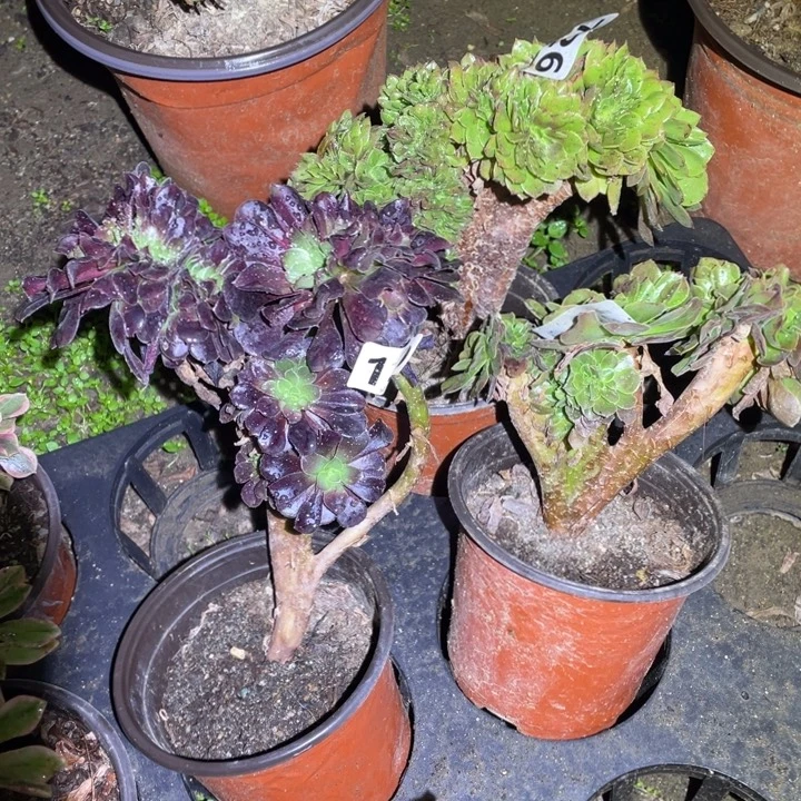 726号3颗小缀化组合