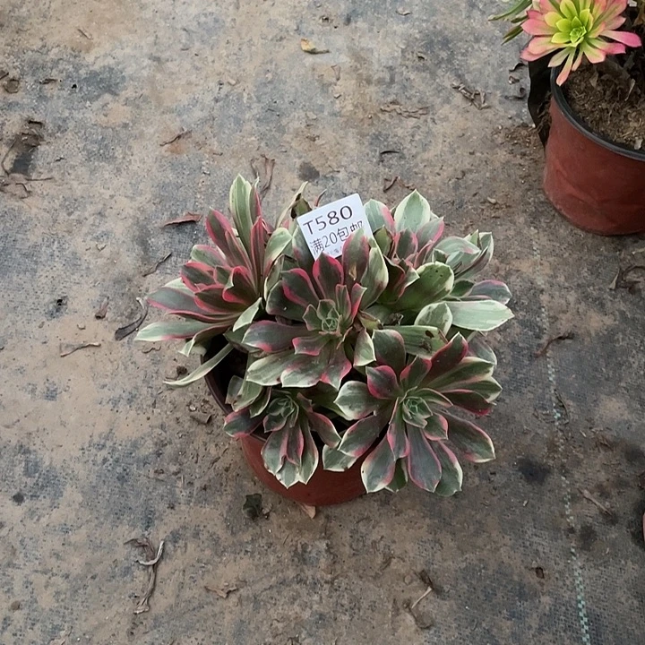 580浣纱多肉法师多肉