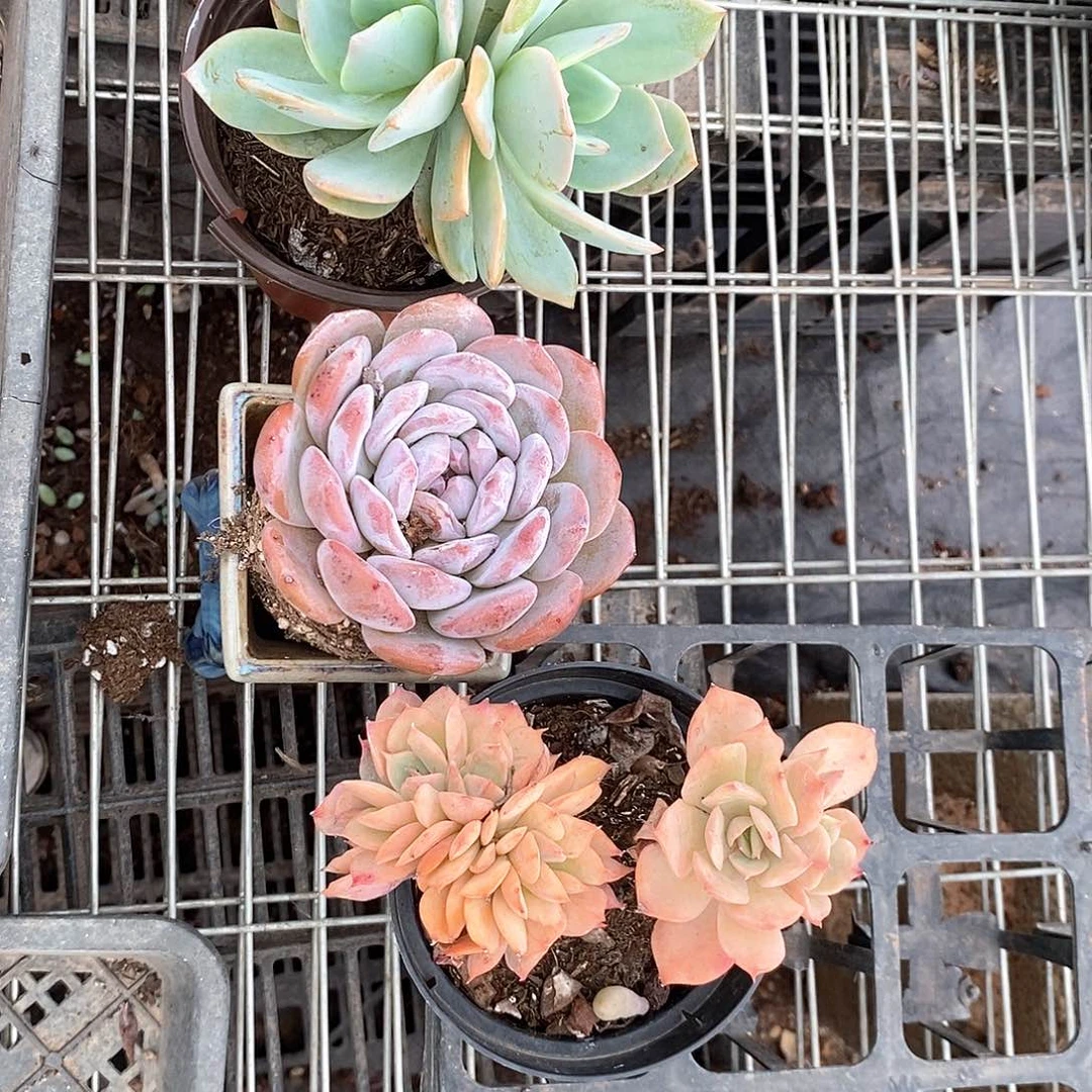 小丽姐3颗孤品多肉植物