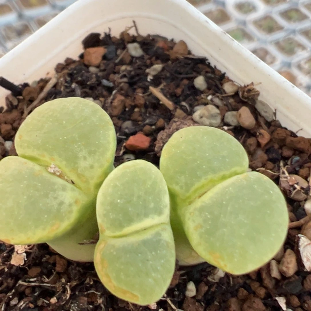 20多肉植物百科知识