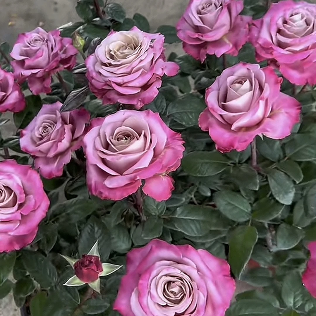 辛古塔根接苗月季鲜花花匠人月季多头玫瑰花四季开花阳台盆栽植物