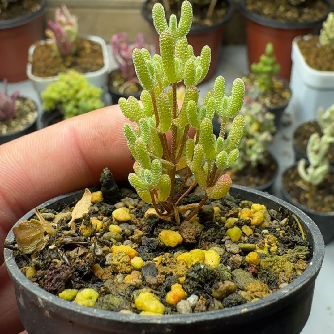 我**恒多肉植物枝干番杏冰米