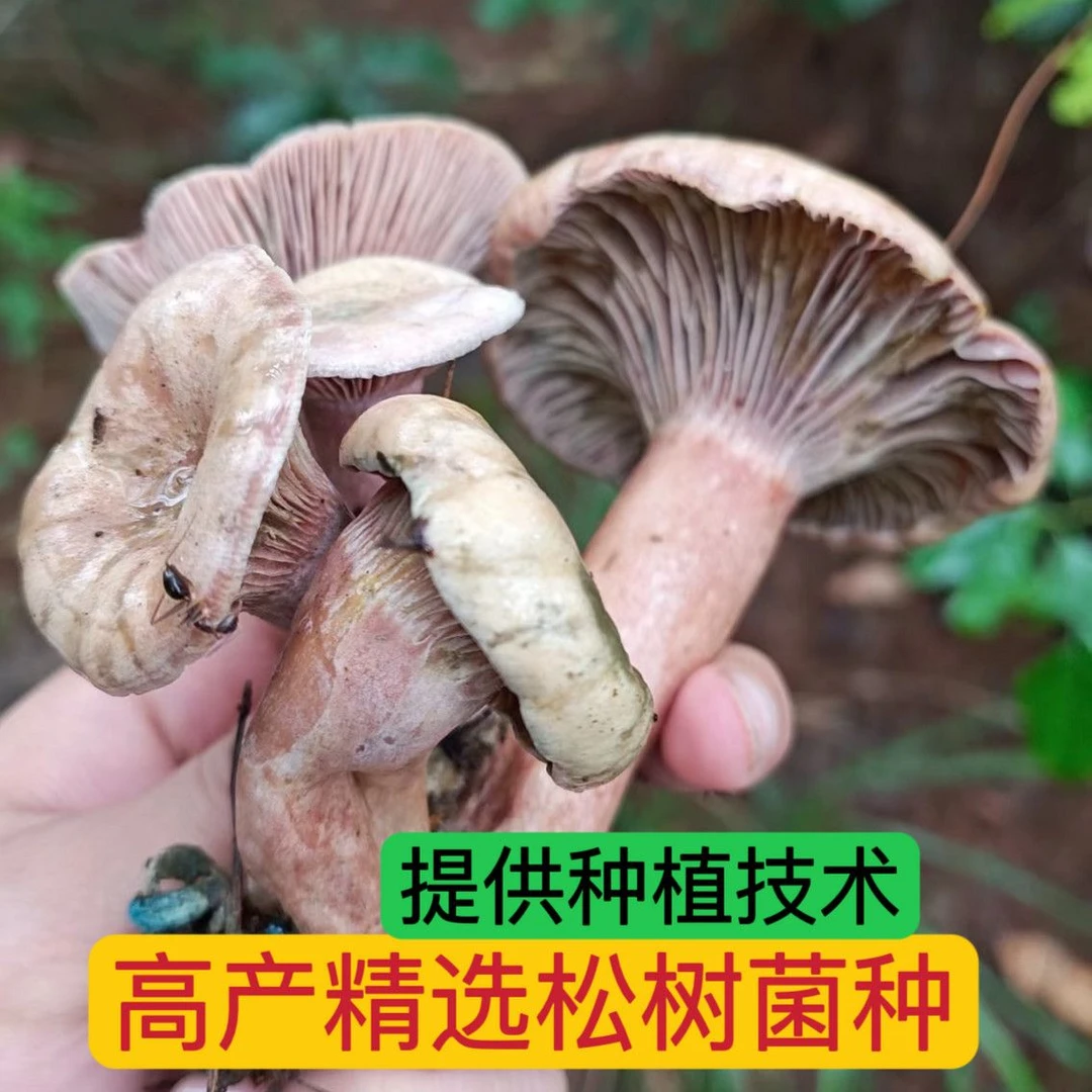 野生优质乌枞菌黄枞菌菌种菌包家庭培植野生枞树菌黄碟菌菌种包