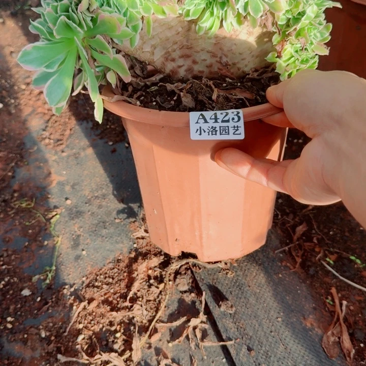 423号白凤缀化法师植物