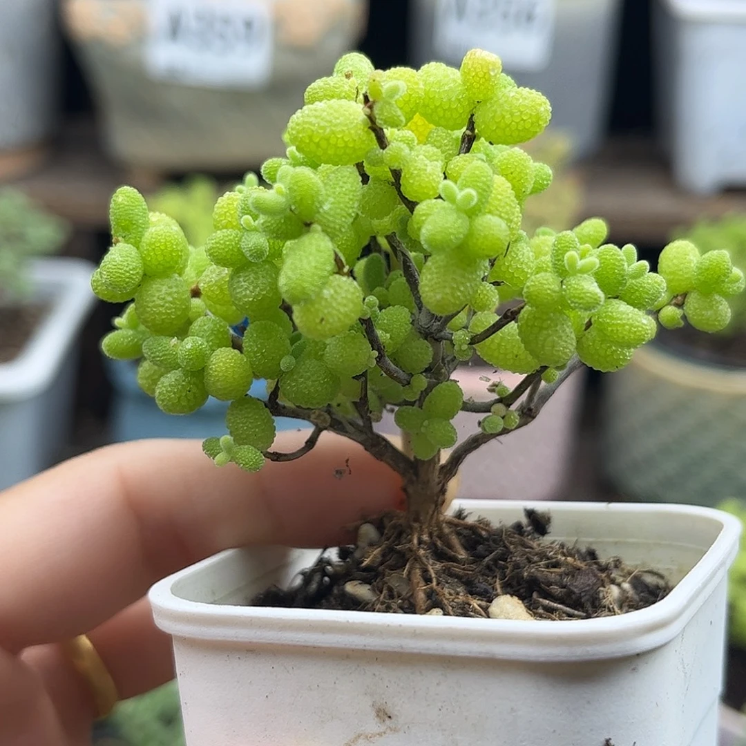28金桔优选枝干番杏