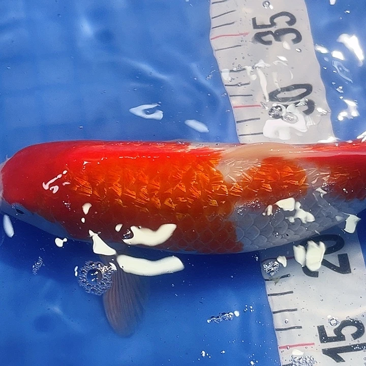 锦鲤锦鲤冷水鱼好养