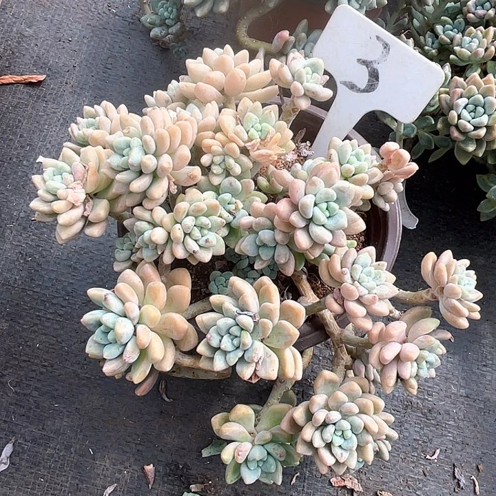 晨语多肉，一物一拍就是3