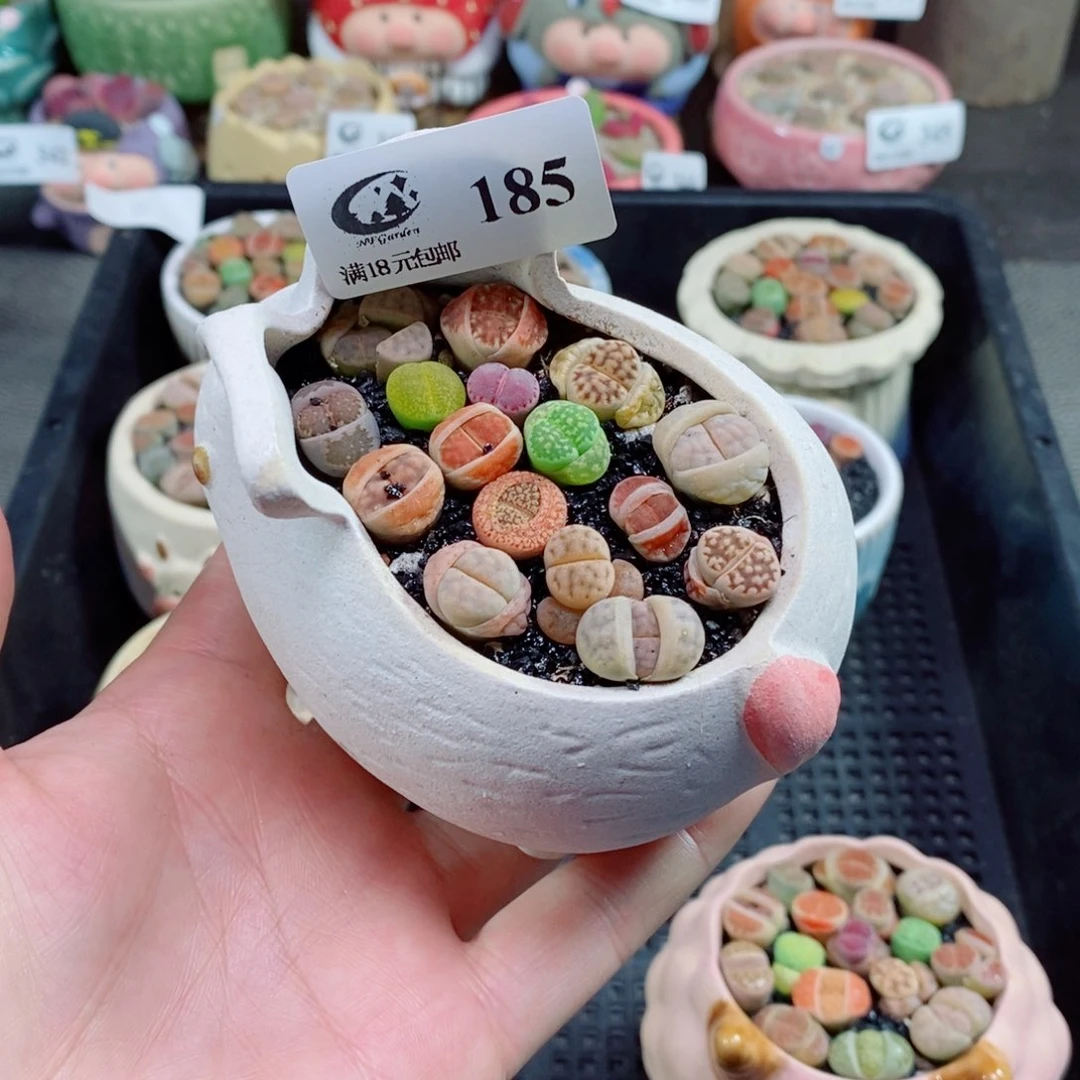 生石花花花花花花花185