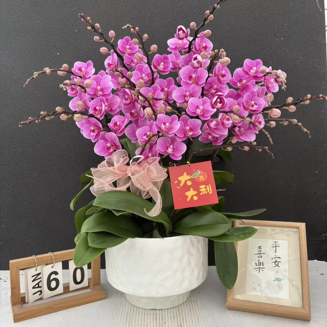 （骄阳公主）高货蝴蝶兰精美艺术鲜花组盆花卉
