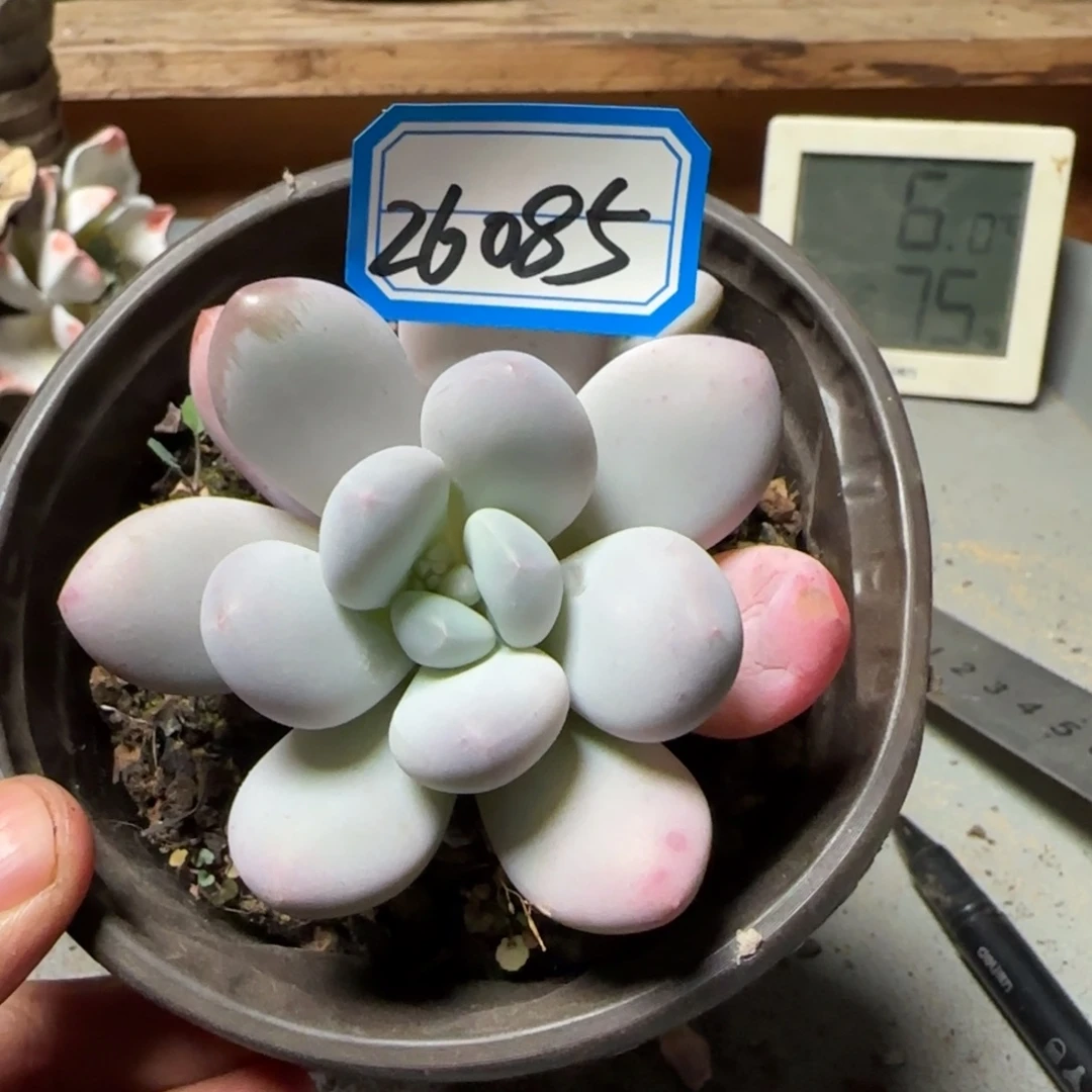 唐***丫26085香水多肉单头