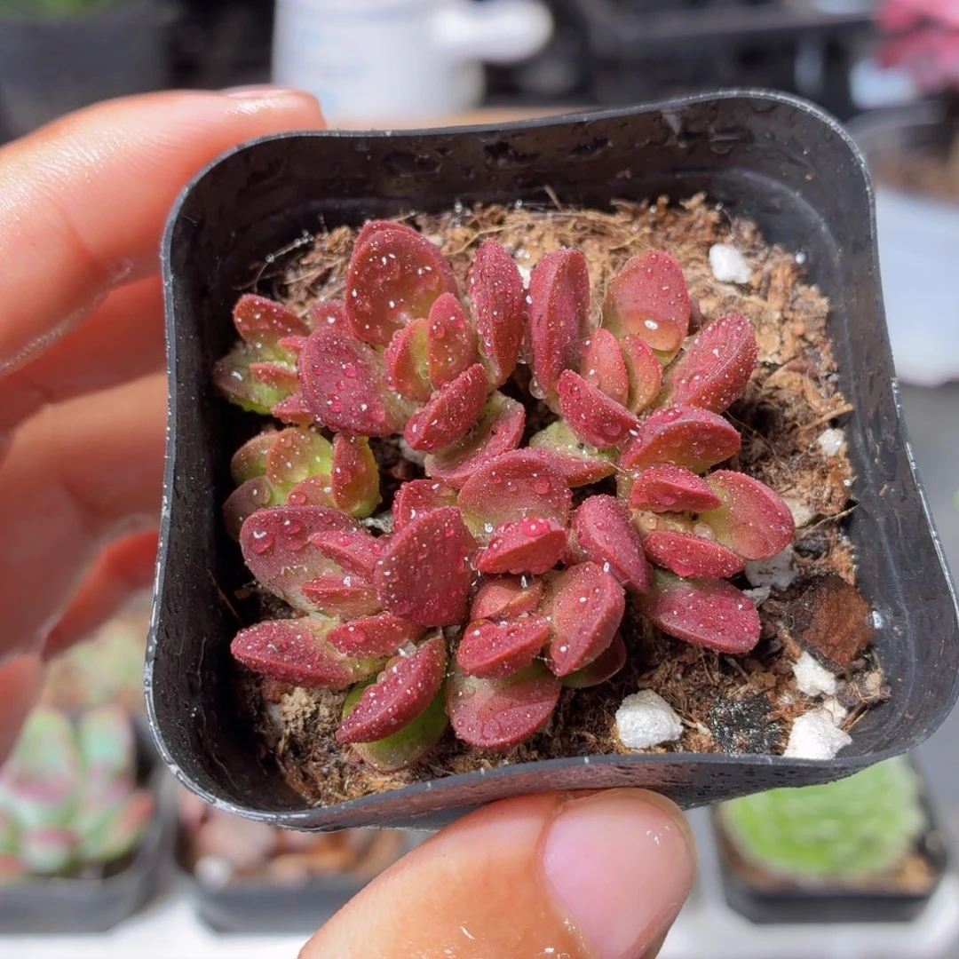 克拉夫多肉9.9包邮发货