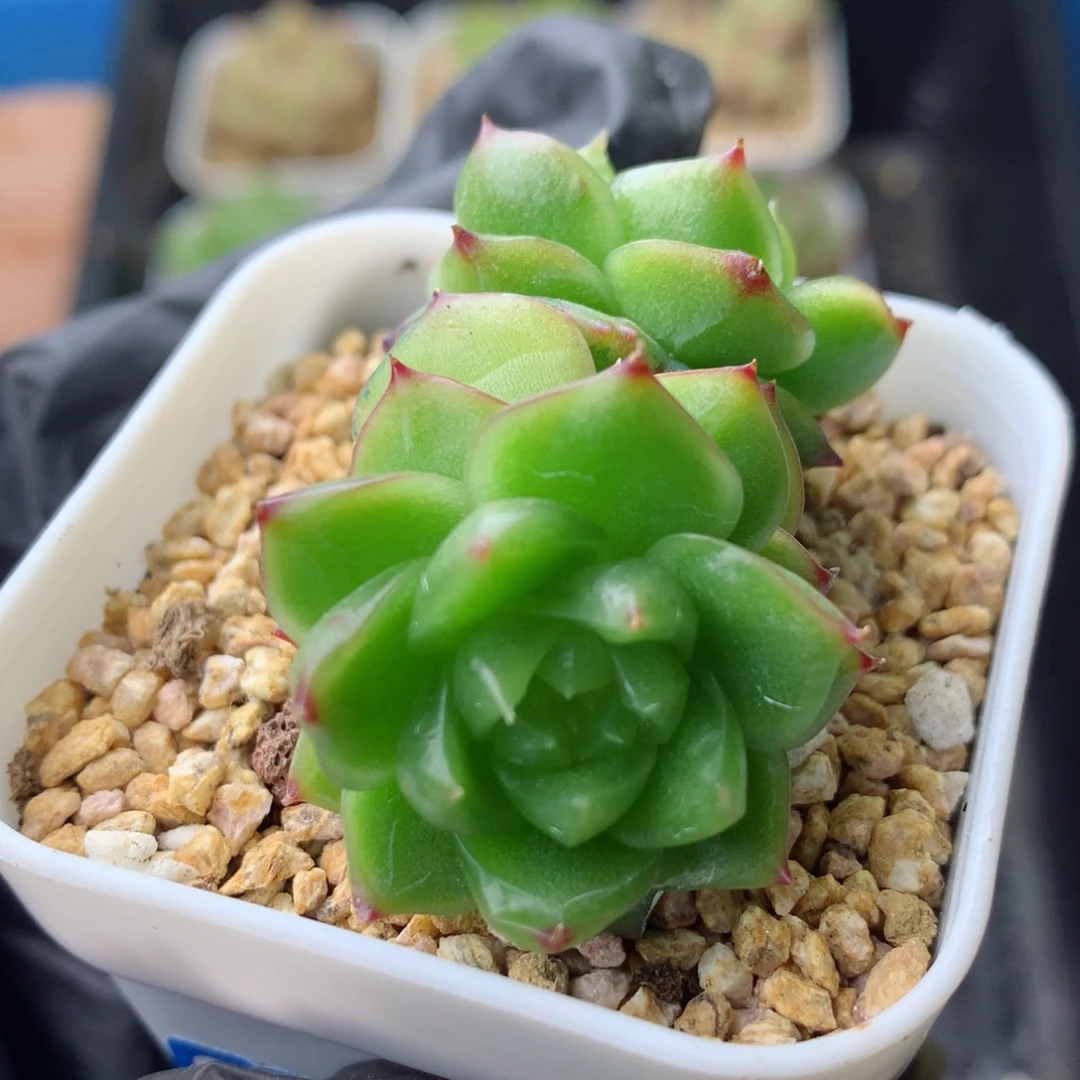 58包邮  群生不包整 103