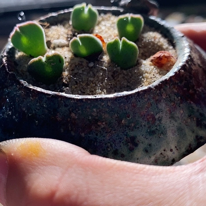 8323。  空蝉一颗。