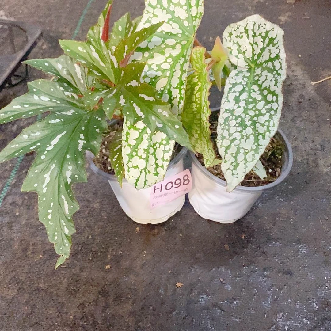 不开花植物@***7秋海棠098梨花 苏菲