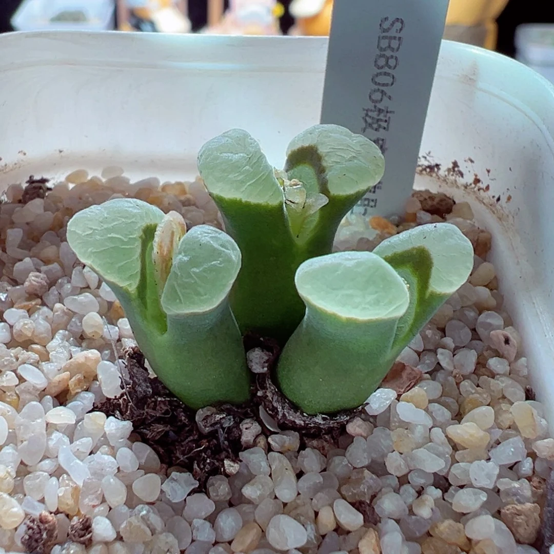 1222-317多肉多肉极窗佛度