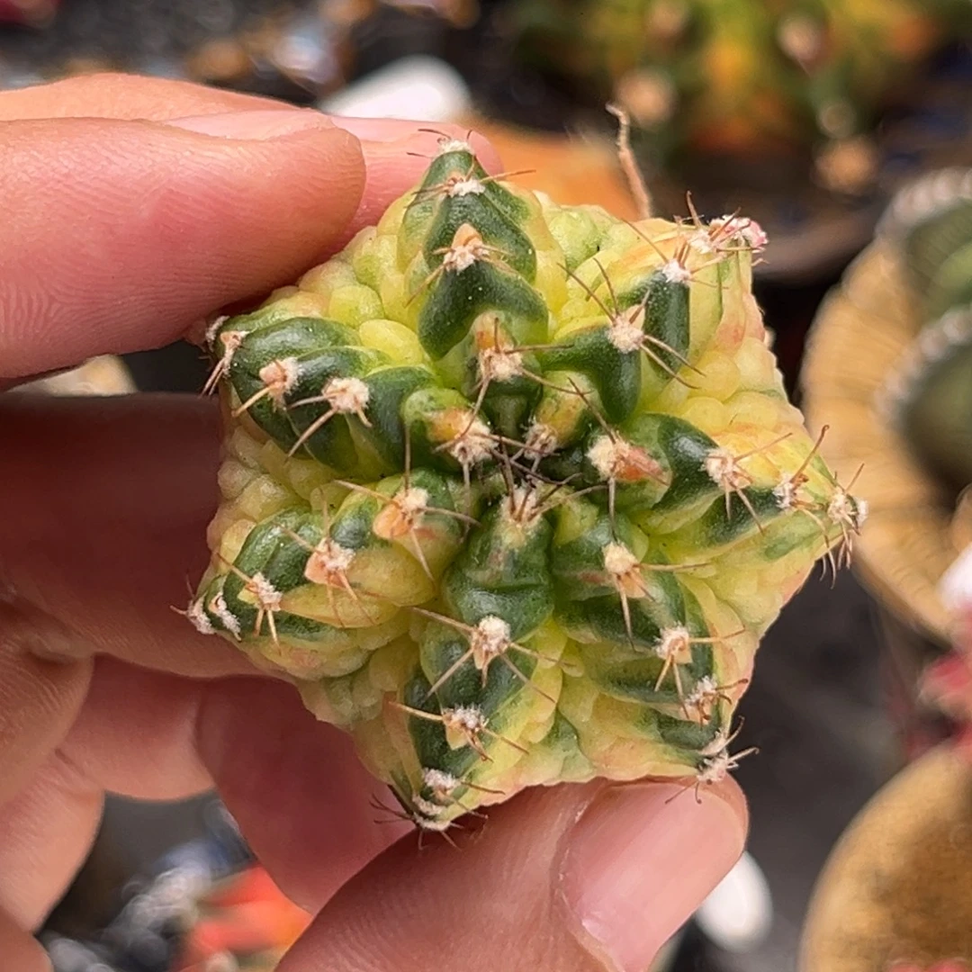 米哈肋骨仙人球07