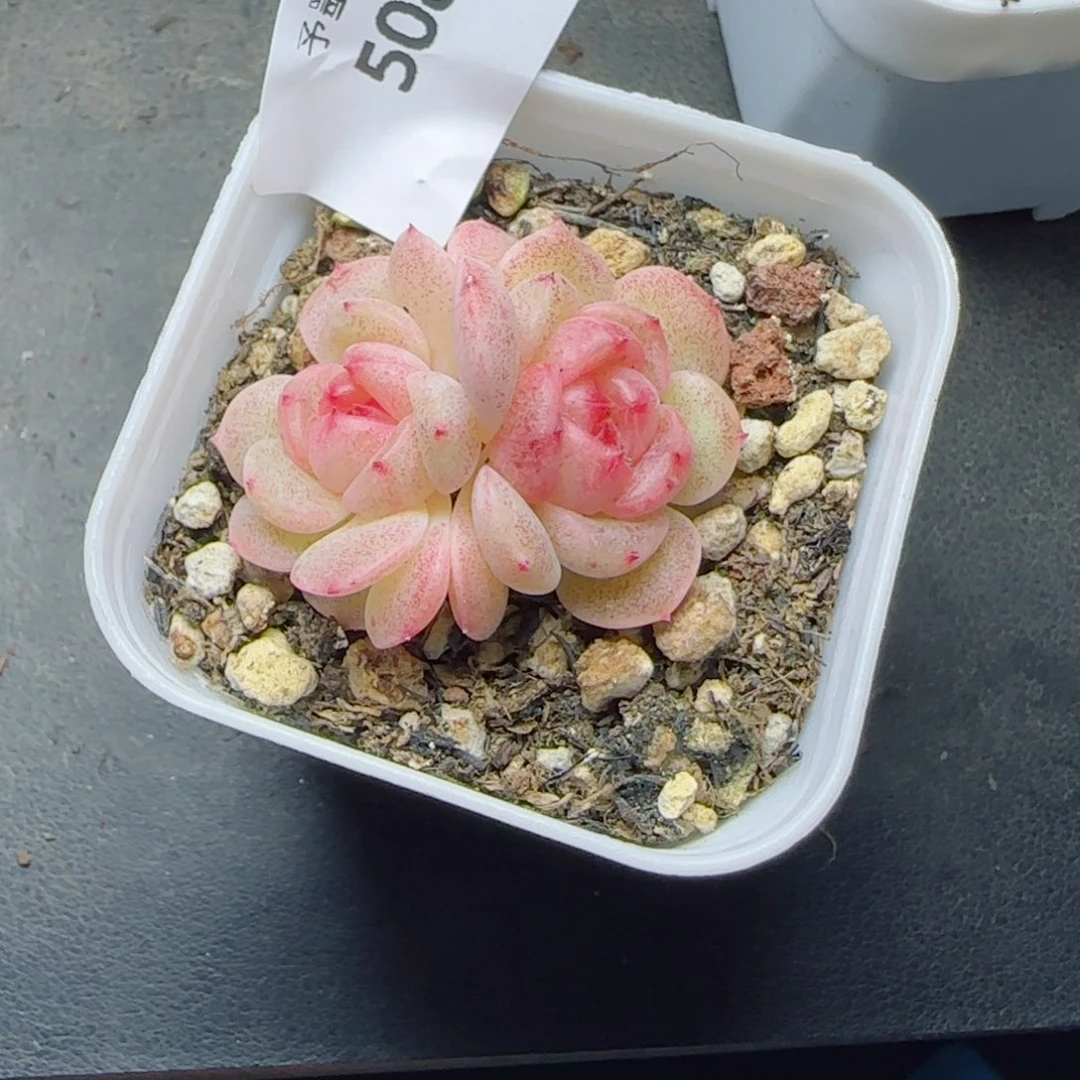 甜心，5087下播福利