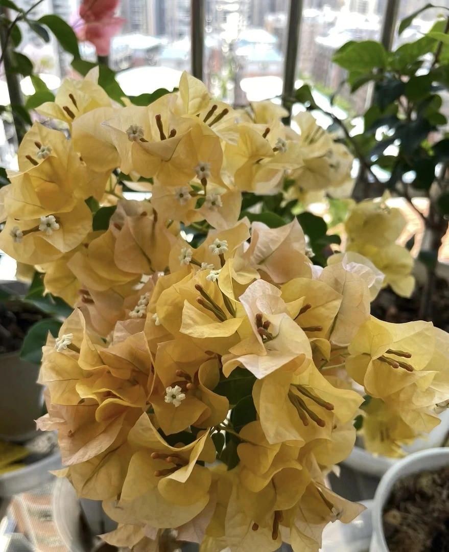 【暗斑浅黄】品种苗三角梅四季花卉勤花