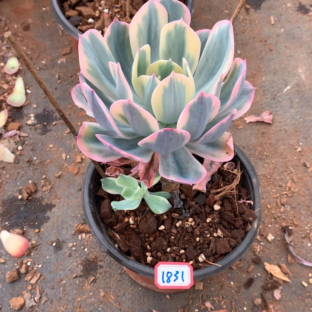 玉凤锦1831晓晓一物一拍