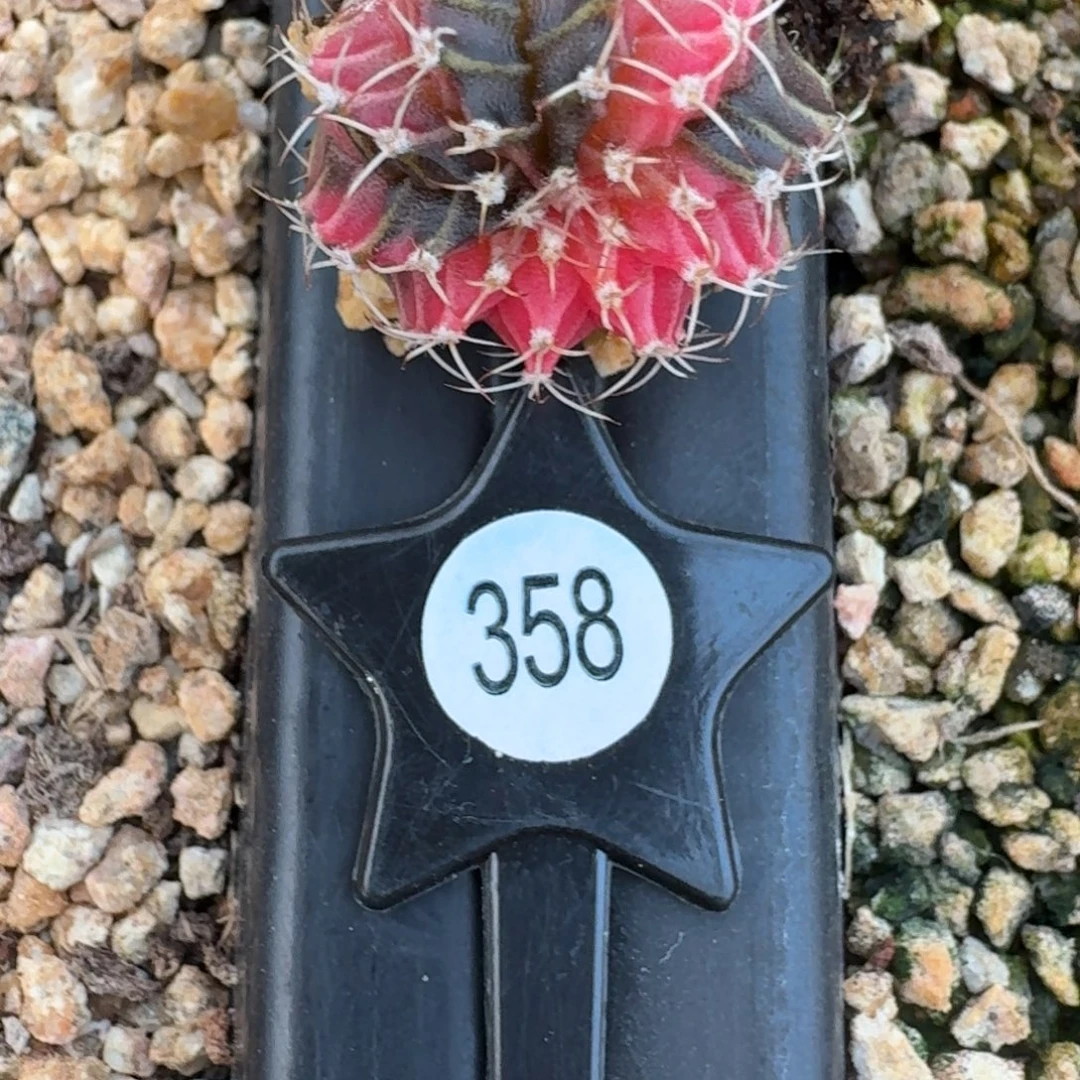英***英米哈实生自然锦358