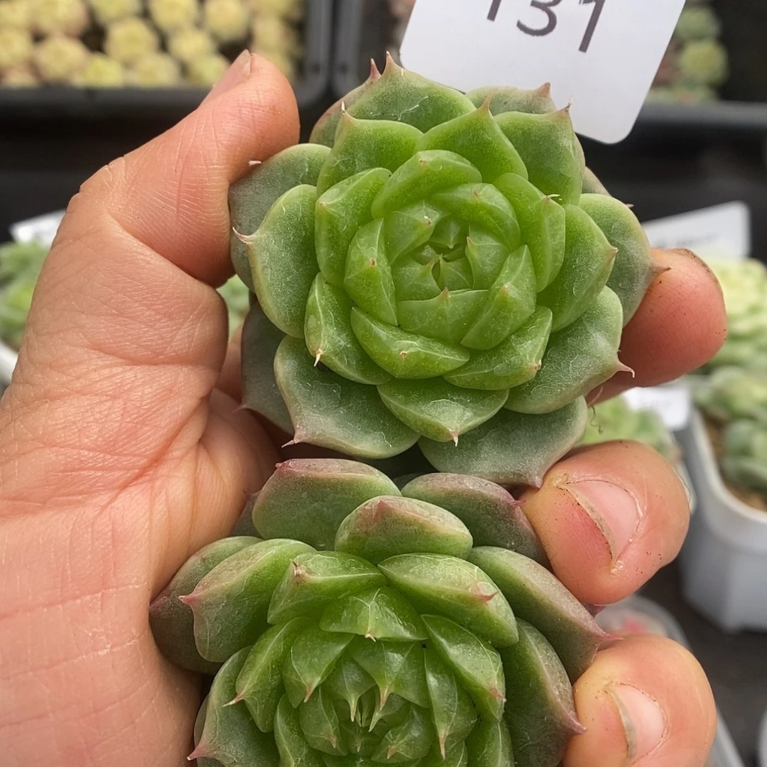 一物一拍一物一拍925-131