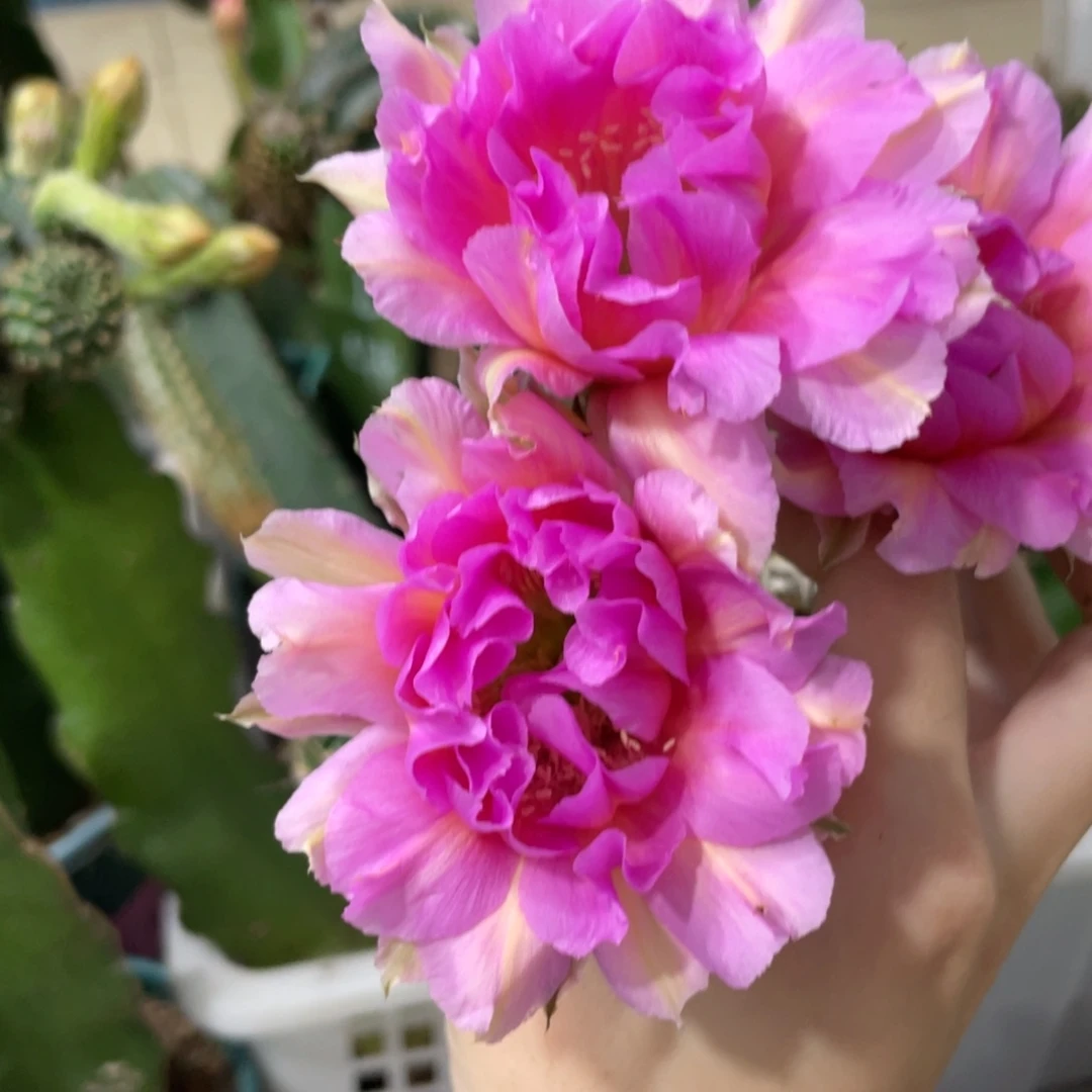 新品彩草100侧芽一个