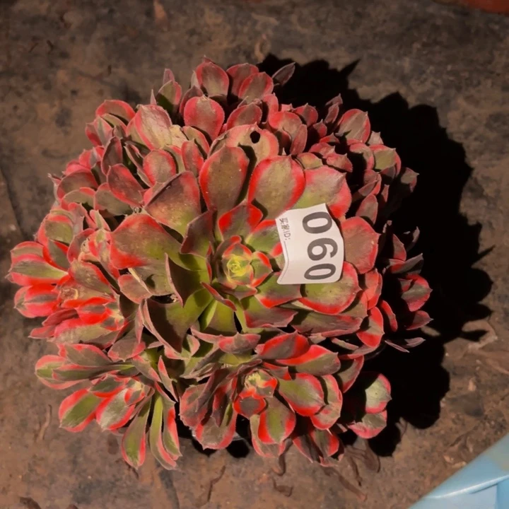 060男神多肉植物不售后