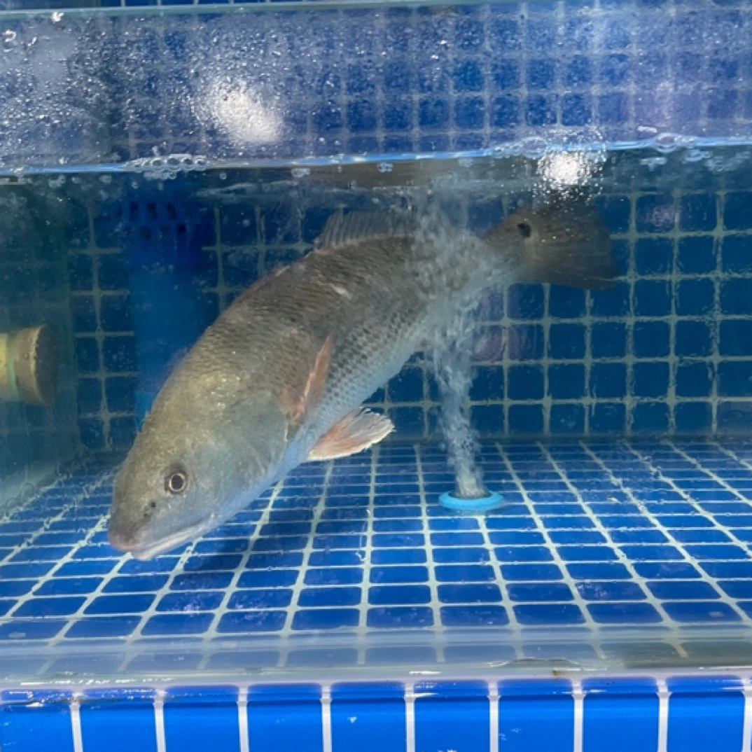 深海鲈1条-默认处理