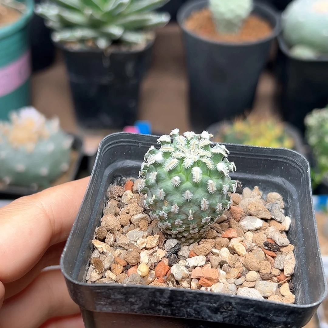 无花朵实生海胆娇丽母本球一颗