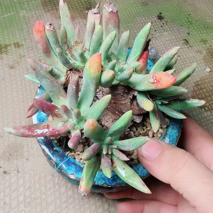 6656绿菊仙女杯多肉