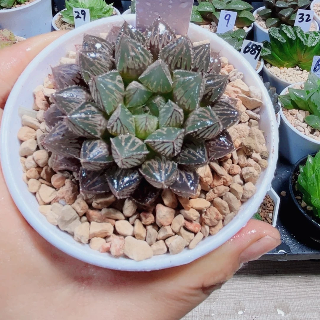 楼兰玉露多肉植物6666