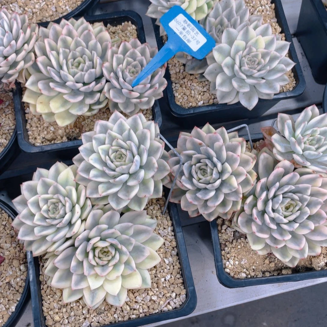 0607-37-月亮仙子锦大母本一颗