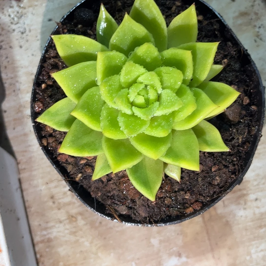 寄养链接的肉肉的