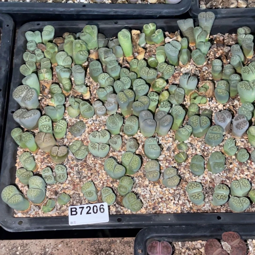 ****儿7206福利筐1不售后