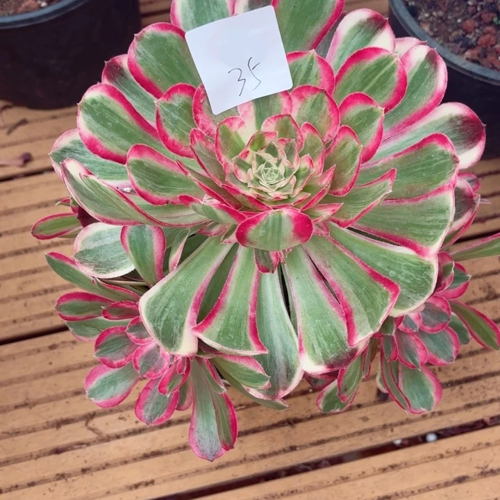 云南孔雀翎好看35号