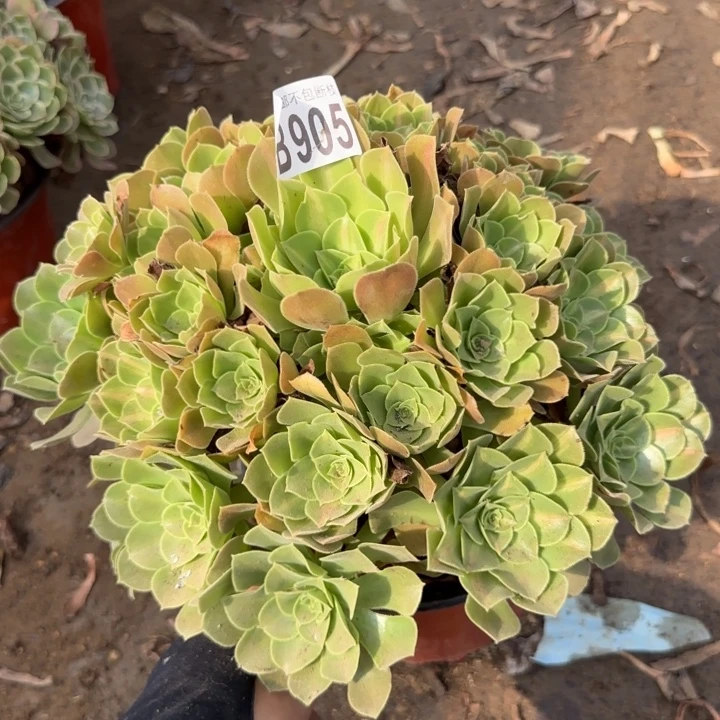 女巫中班……多肉植物……