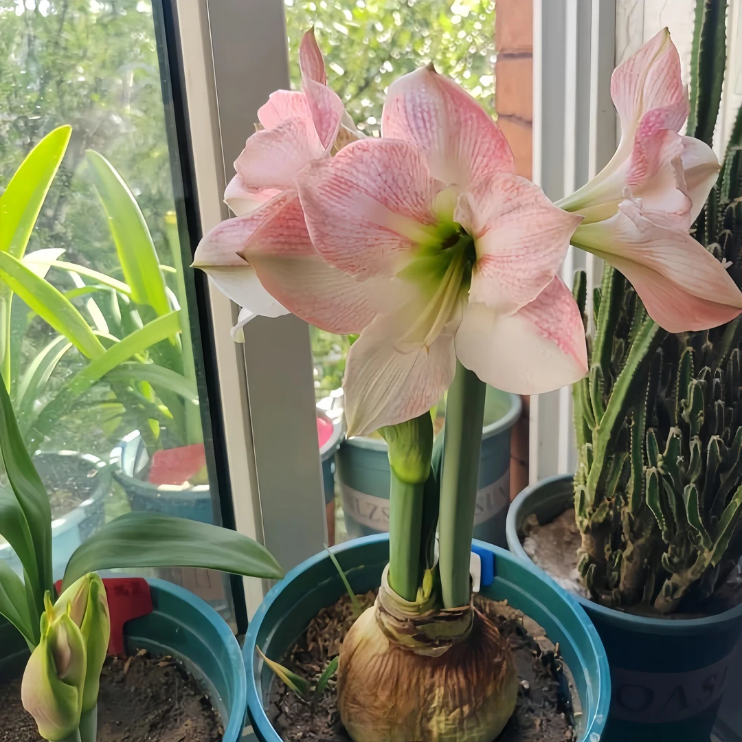 进口朱顶红种球【花孔雀】家里绿植高级感盆栽植物室内绿植正宗阳台