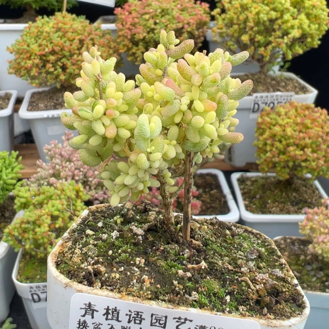 D7987米粒锦一物一拍