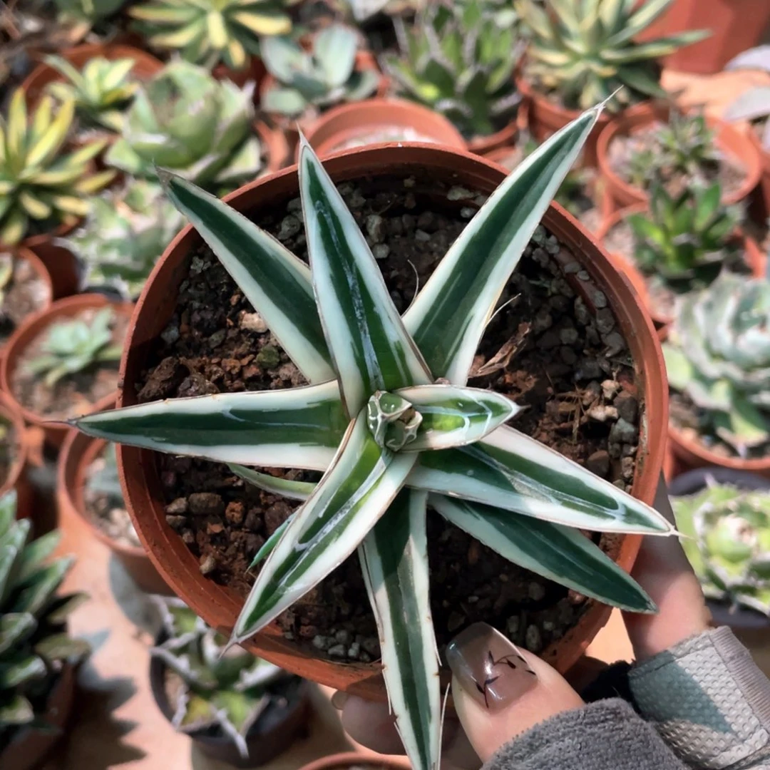 冰山龙舌兰不含芽脱土