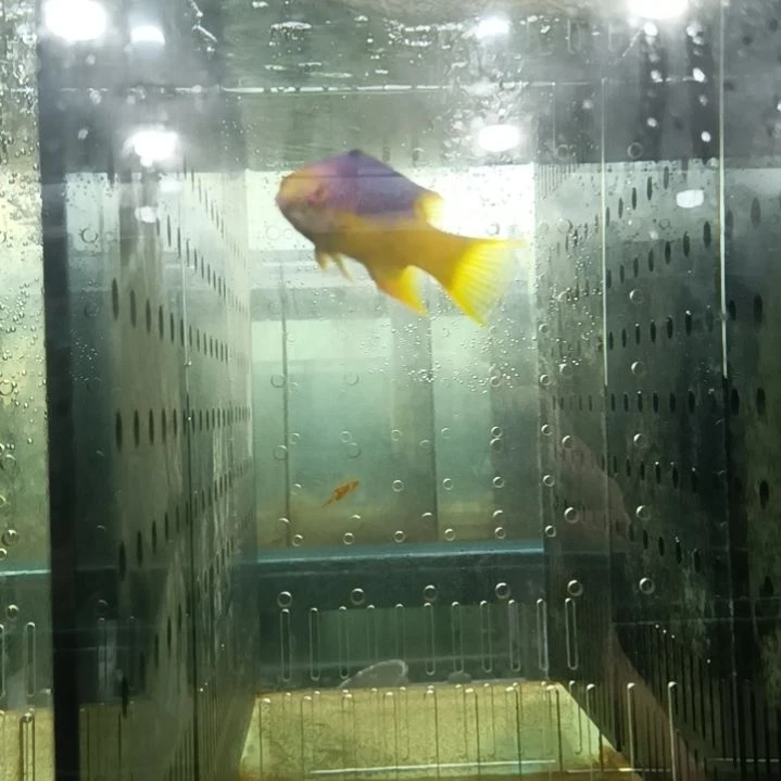 海水鱼海水观赏鱼 8-10 紫狐