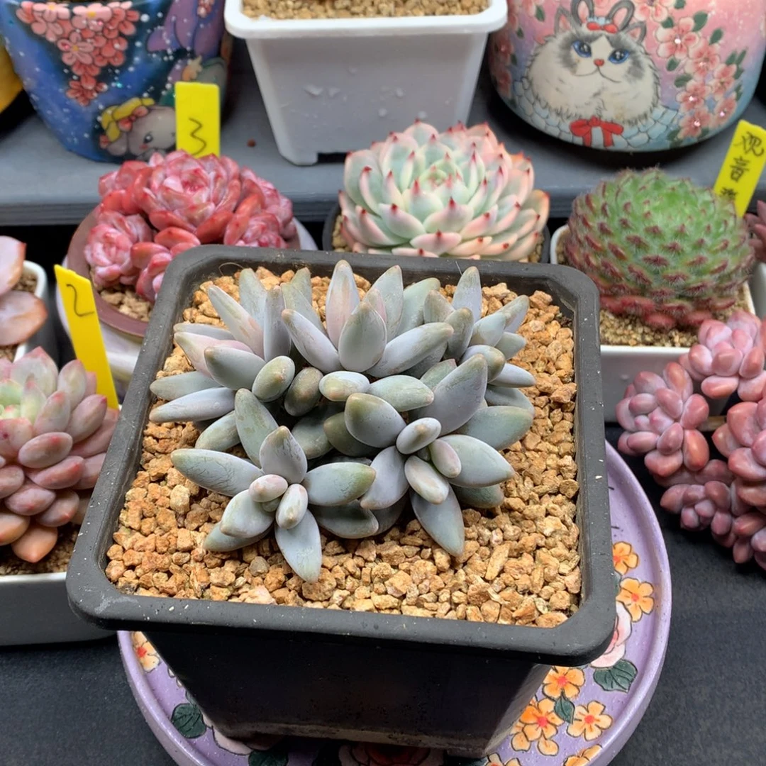 我们家的小仙女们