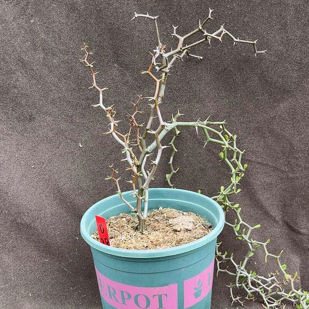 潮流植物 弯曲龙 半折 D28树型