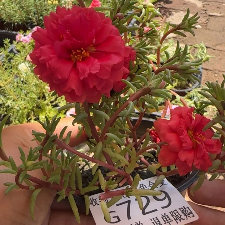 无花朵G729超小苗盆口10cm可能有虫