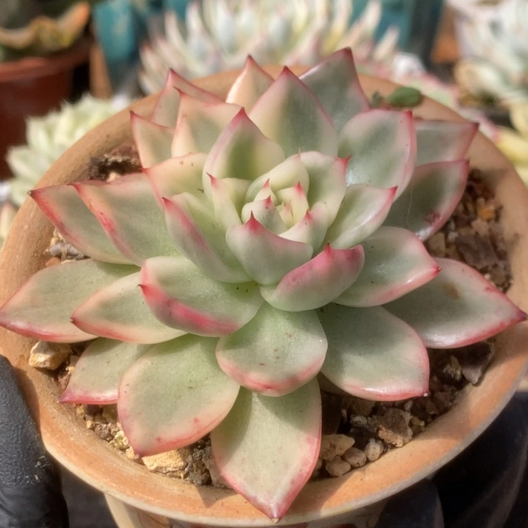 379卡利斯托锦锦锦锦