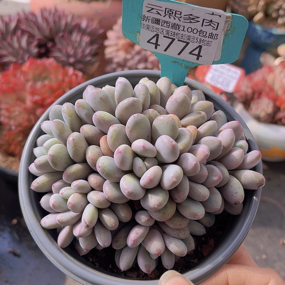 4774香香雪多肉植物