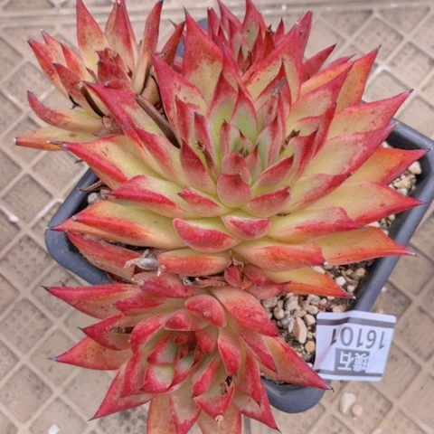 血樱16101多肉植物