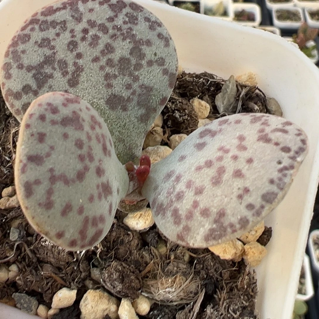 花蛋单头纯木质桩多肉植物