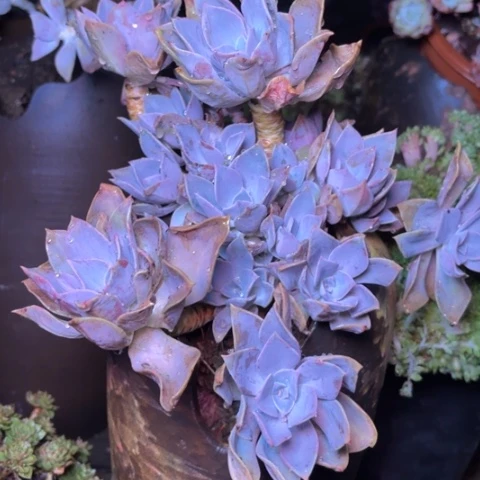 天**山多肉植物的植物