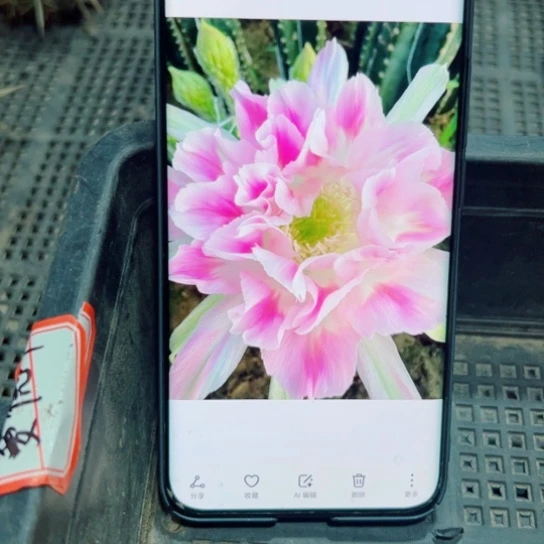 下40丽花135歪无根侧芽3公分左右20包邮